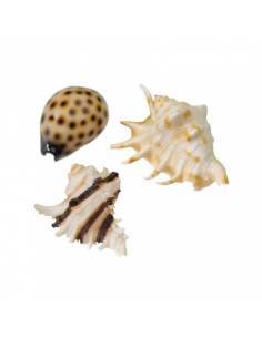 conchas de resina