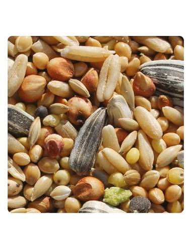 NINFAS, AGAPORNIS Y COTORRITAS JARAD