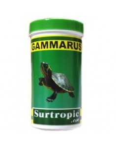 GAMMARUS SURTROPIC