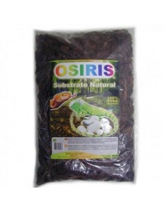CORTEZA PINO OSIRIS