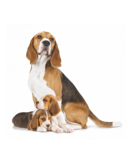 ADVANCE PUPPY PROTECT INITIAL