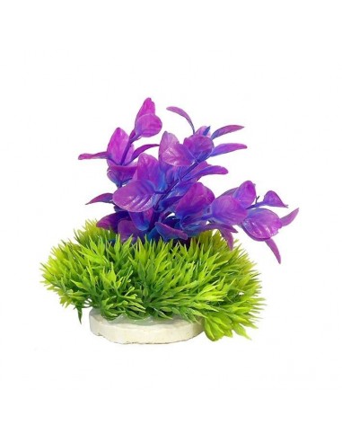 PLANTA COLORES 10 CM Nº3