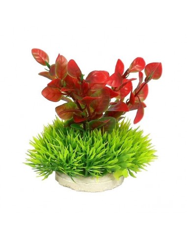 PLANTA COLORES 10 CM Nº3