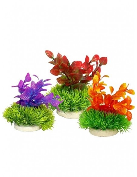 PLANTA COLORES 10 CM Nº3