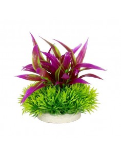PLANTA COLORES 10 CM Nº5 2