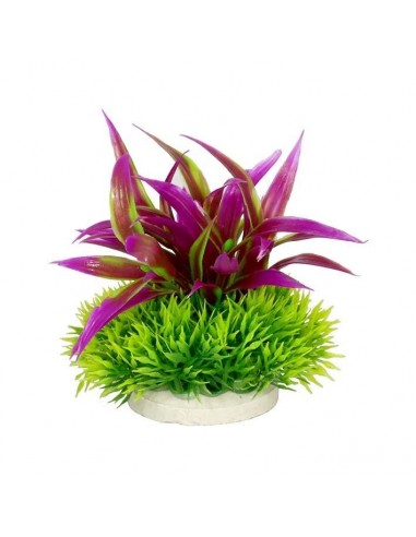 PLANTA COLORES 10 CM Nº5