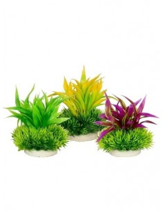 PLANTA COLORES 10 CM Nº5