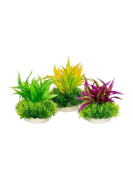 PLANTA COLORES 10 CM Nº5