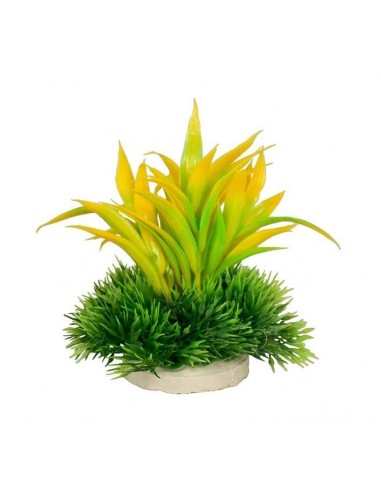 PLANTA COLORES 10 CM Nº5