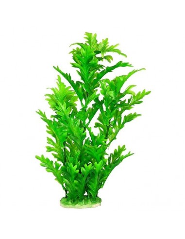 PLANTA COLORES 30 CM PLANTA COLORES 30 CM