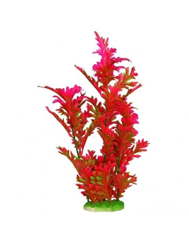 PLANTA COLORES 30 CM PLANTA COLORES 30 CM