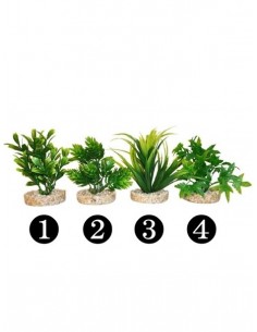 PLANTA MAGIC AQUA