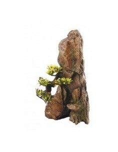 ROCA CON BONSAI