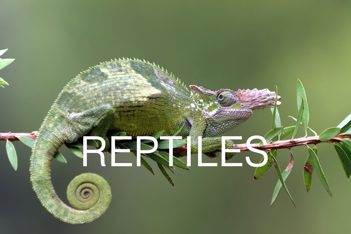 Terrarios, tortugueras, equipo eléctrico y alimentación para reptiles